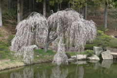 三景園 (3) 250401-862