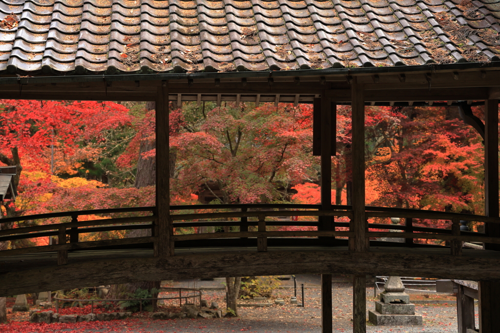 今高野山龍華寺 (5) 251121-228