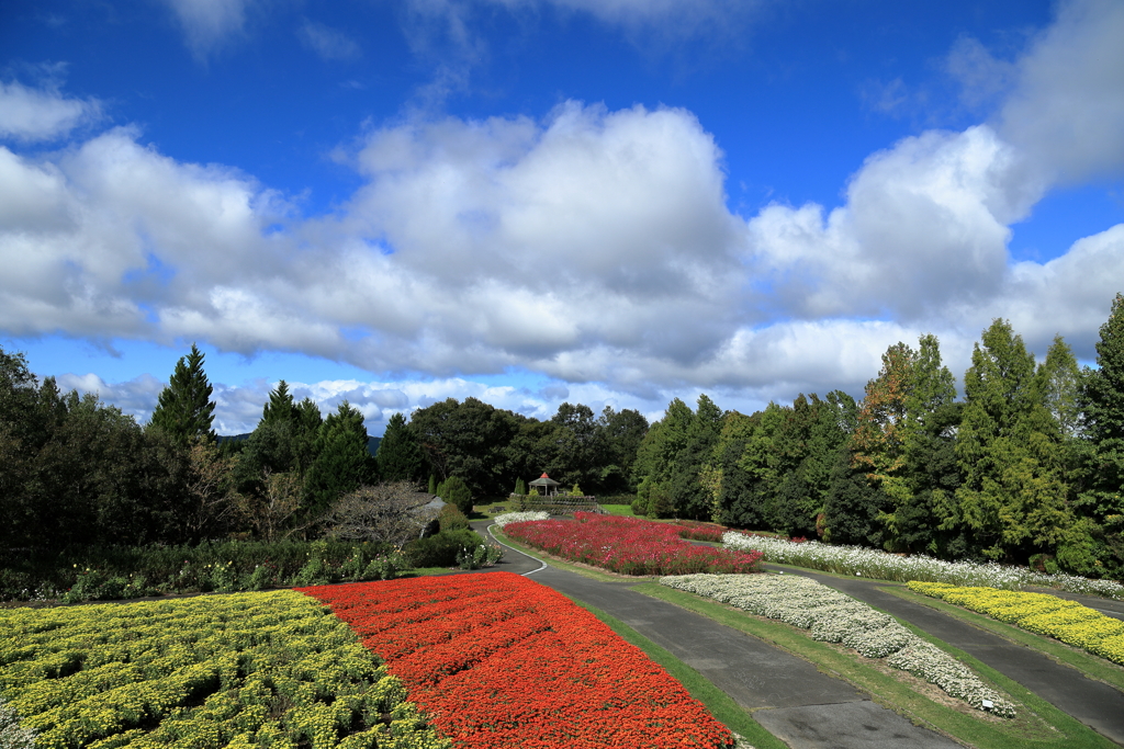 花の広場( コスモス ) ⑧ 211017-190