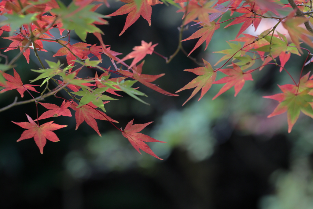 佛通寺 (5) 251106-022