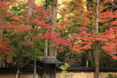 佛通寺紅葉(7) 201110-300