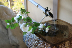 三景園の春(6) 210326-444