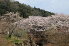 御調八幡宮(2) 190408-968