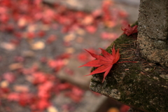 今高野山龍華寺 (7) 251121-242