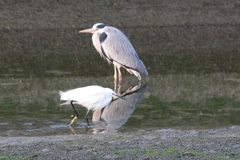 失礼！前をとおります！ 180224-428