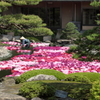 牡丹園遊会(3) 190504-514