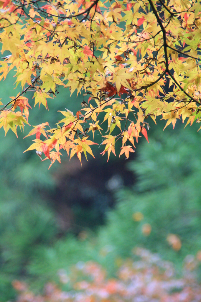 紅葉11.7.09 009