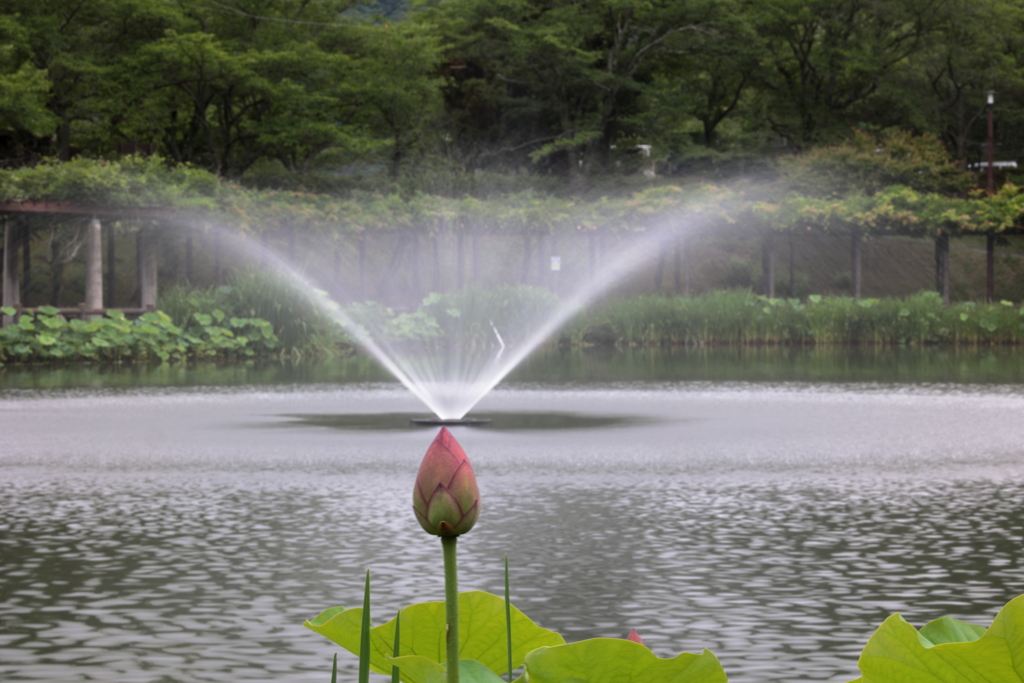 府中公園 (3) 240625-708