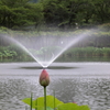 府中公園 (3) 240625-708