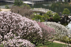 三景園 (3) 250327-813