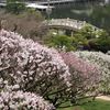 三景園 (3) 250327-813