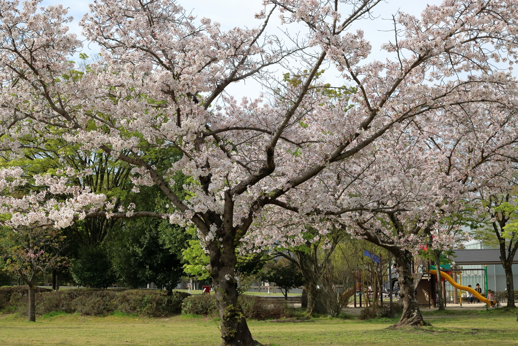 宮浦公園 (2) 240413-179