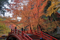 今高野山龍華寺 (10) 251121-274
