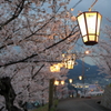 夜桜 220331-1004