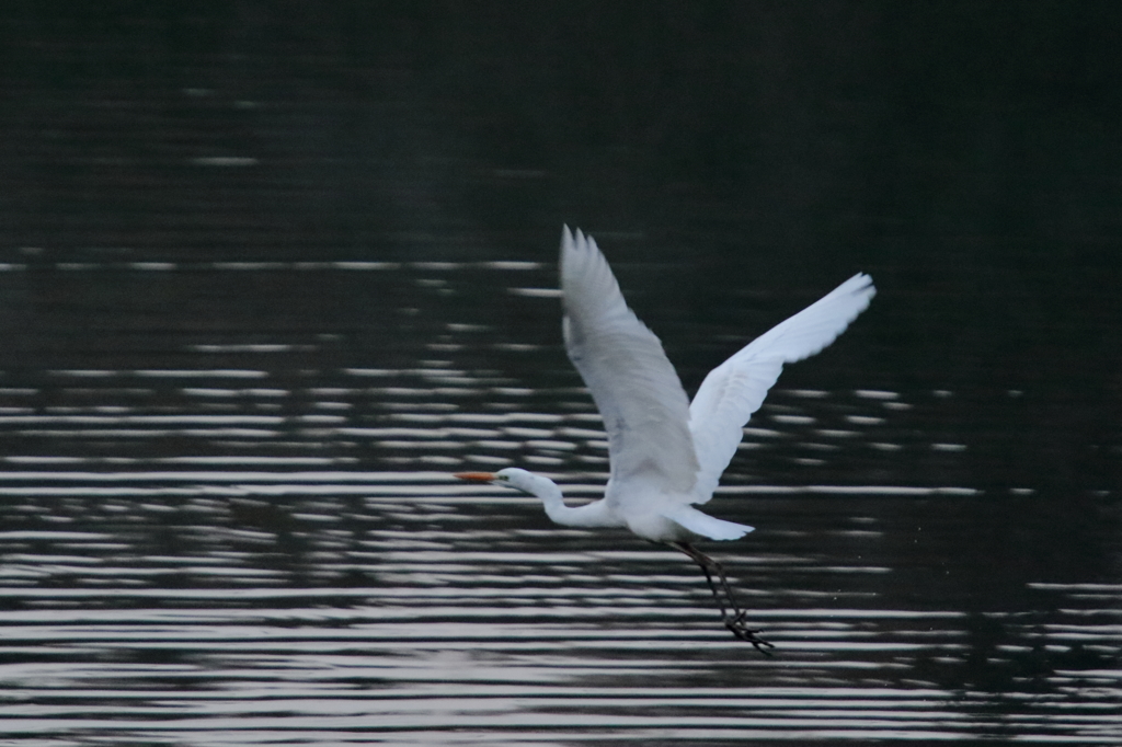シラサギ　15.02.06