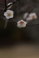 宮浦公園 (1) 260220-105