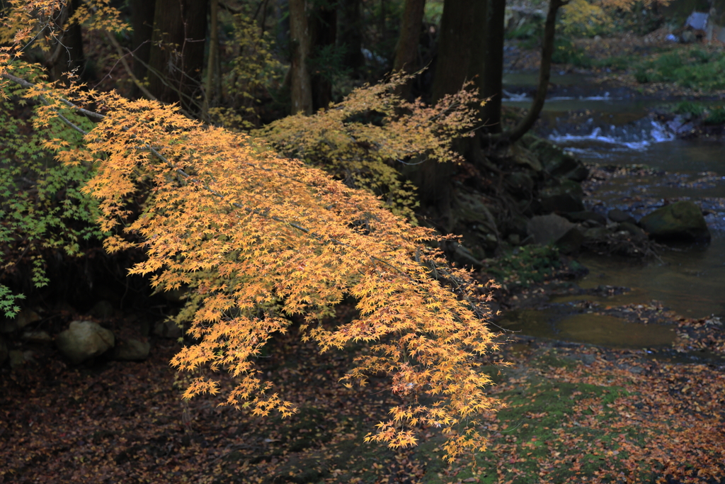 佛通寺 (2) 251130-303