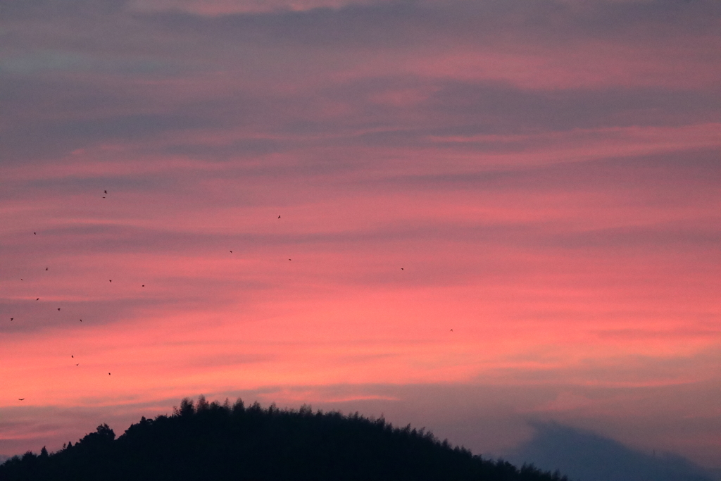 オレンジの朝 180701-789