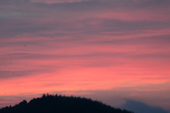 オレンジの朝 180701-789