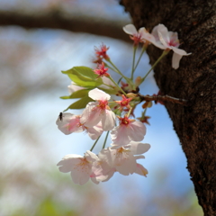 桜 (1) 15.04.11