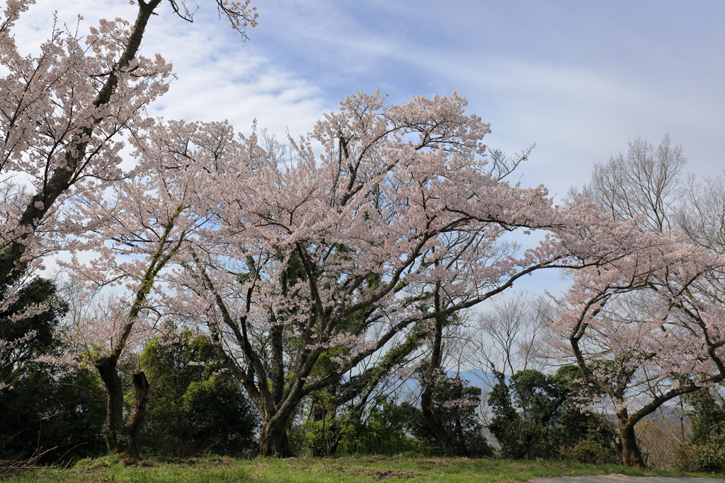 瀬戸内の山頂の桜 200407-004
