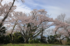 瀬戸内の山頂の桜 200407-004