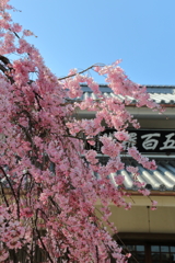 枝垂桜(2) 17.04.04