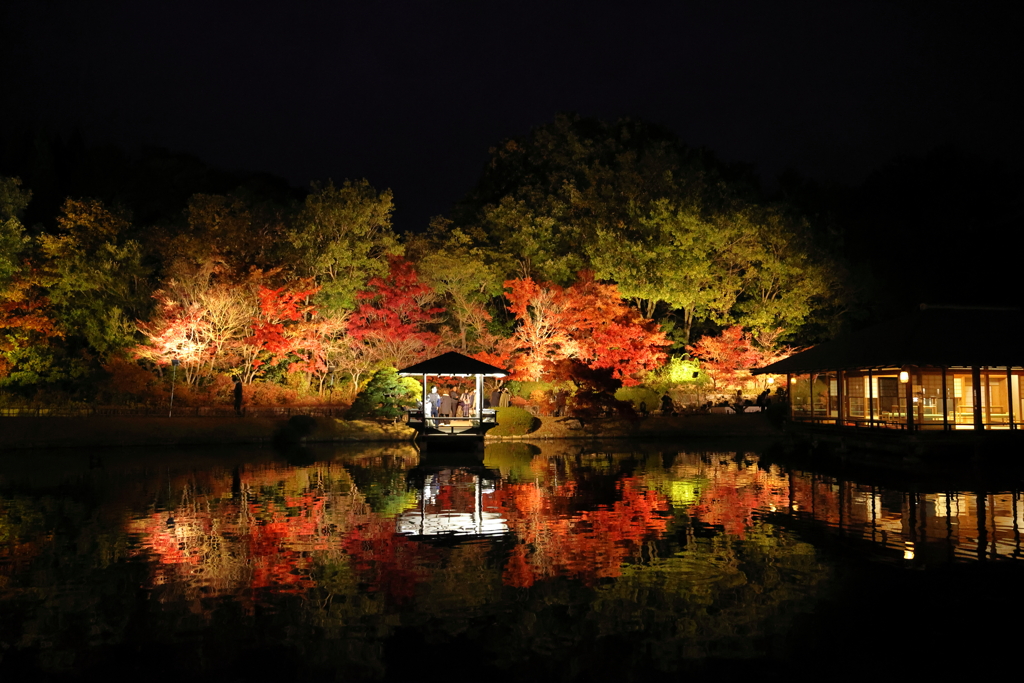 三景園ライトアップ 221120-277
