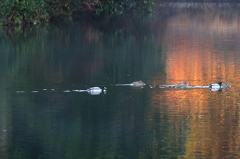 朝のデート（２） 15.02.18