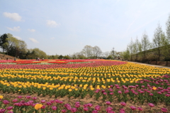 世羅高原２０１４ﾁｭｰﾘｯﾌﾟ 010(rev)