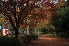 宮浦公園にて (1) 241118-221