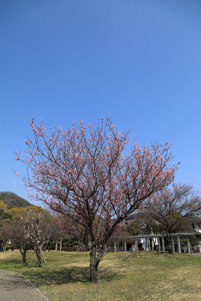暖かくなってきました(1)  210310-719