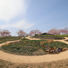 【花めぐり】 世羅高原農場(3) 190409-050
