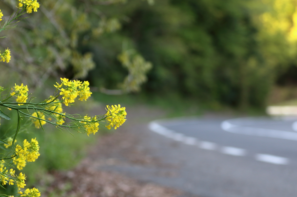 花の咲くカーブ　15.04.21