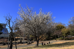 宮浦公園 (4) 260219-148