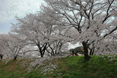 雲南の桜 (8) 250408-961