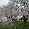 雲南の桜 (8) 250408-961