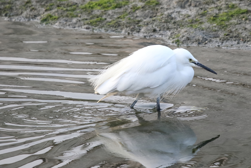 食べ物はどこだ？ 180224-