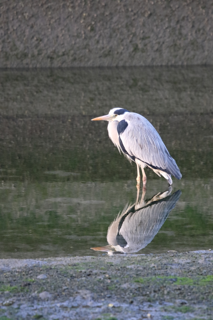 うぬぼれ 80224-424
