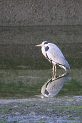 うぬぼれ 80224-424
