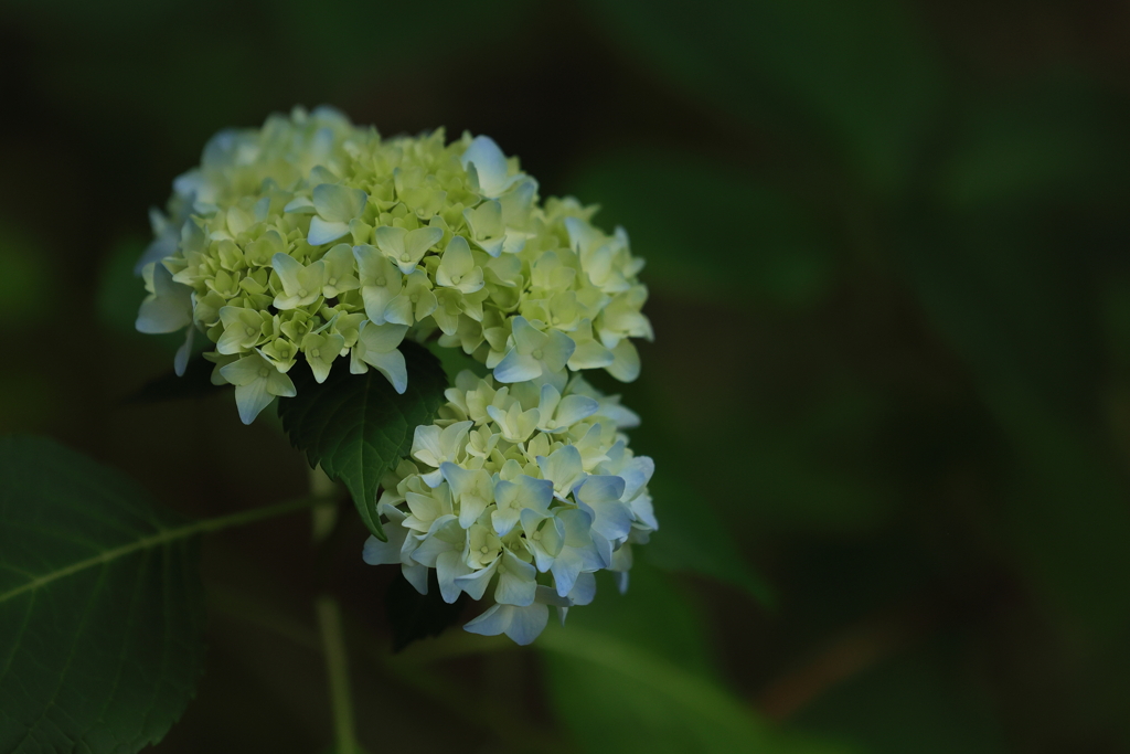 紫陽花(5) 230605-394