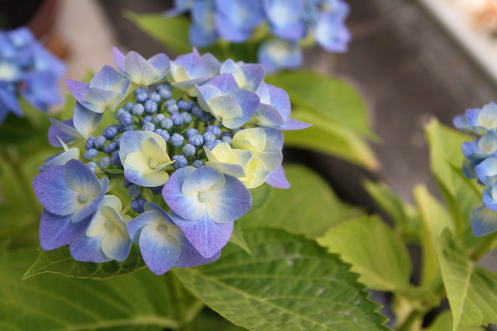 紫陽花（２）