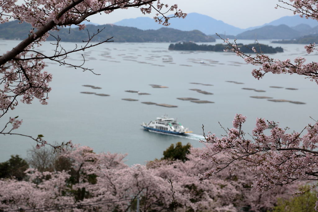桜の名所,正福寺(1) 17.04.10