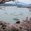 桜の名所,正福寺(1) 17.04.10