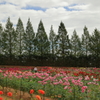 世羅高原農場(3) 210929-104