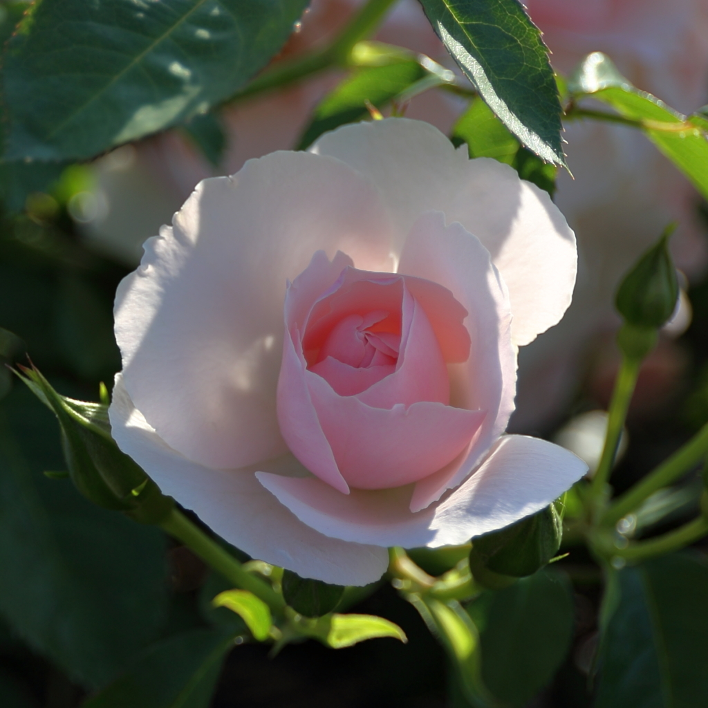 薔薇（８）15.05.13