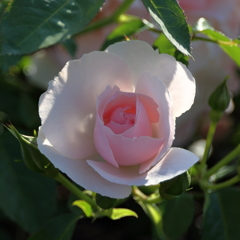 薔薇（８）15.05.13