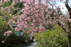 御調八幡宮(4) 190408-994