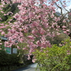 御調八幡宮(4) 190408-994
