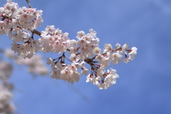 三景園の春(5) 210326-440